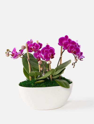 The Zahra-NF-K-00056